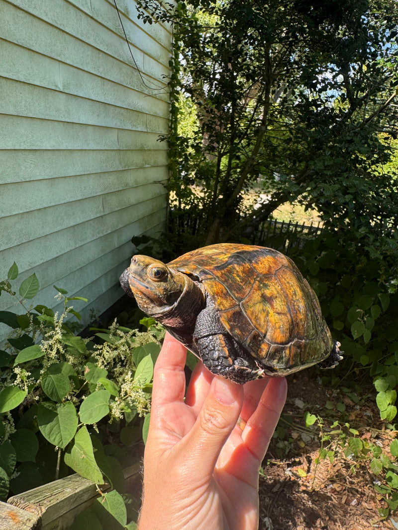 Japanese Pond Turtle Adult Female