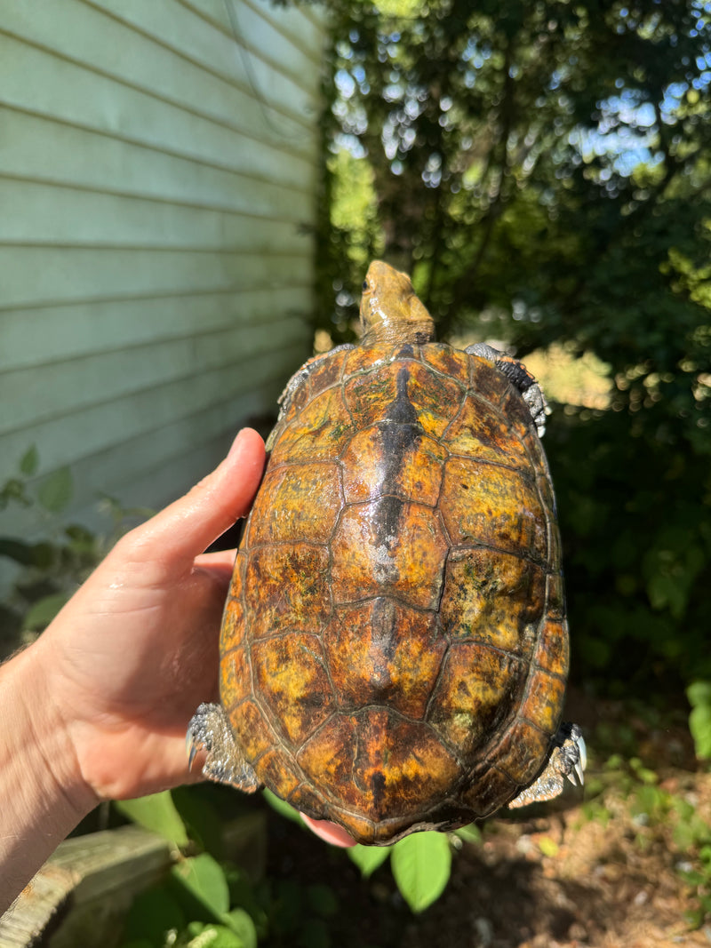 Japanese Pond Turtle Adult Female