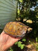Japanese Pond Turtle Adult Female