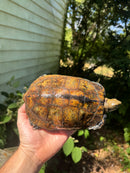 Japanese Pond Turtle Adult Female
