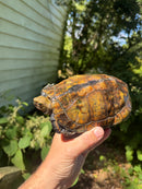 Japanese Pond Turtle Adult Female