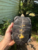 Japanese Pond Turtle Adult Female