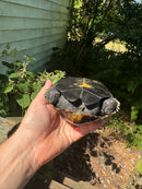 Japanese Pond Turtle Adult Female