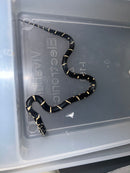 Eastern King Snake Edisto Island Locale