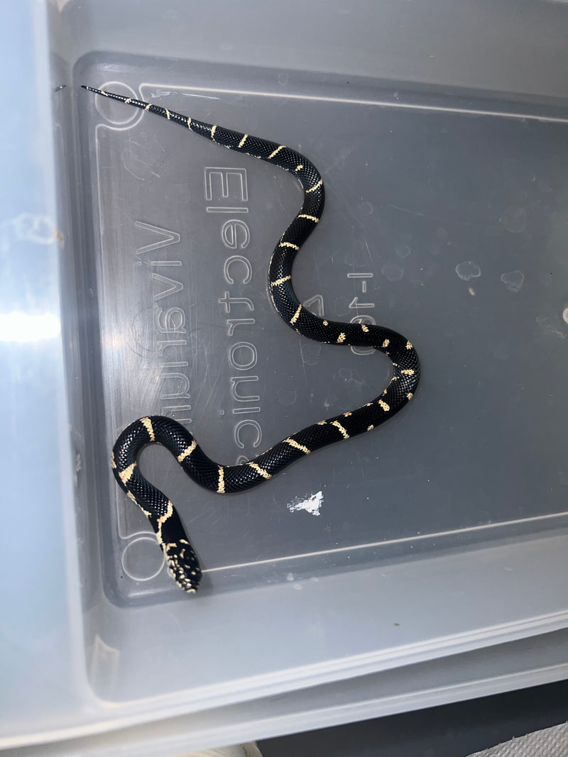 Eastern King Snake For Sale American Reptile Distributors
