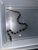 Eastern King Snake Edisto Island Locale