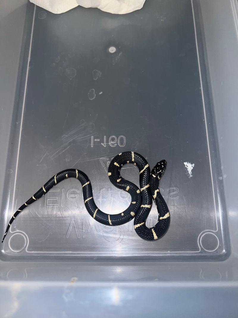 Eastern King Snake For Sale American Reptile Distributors
