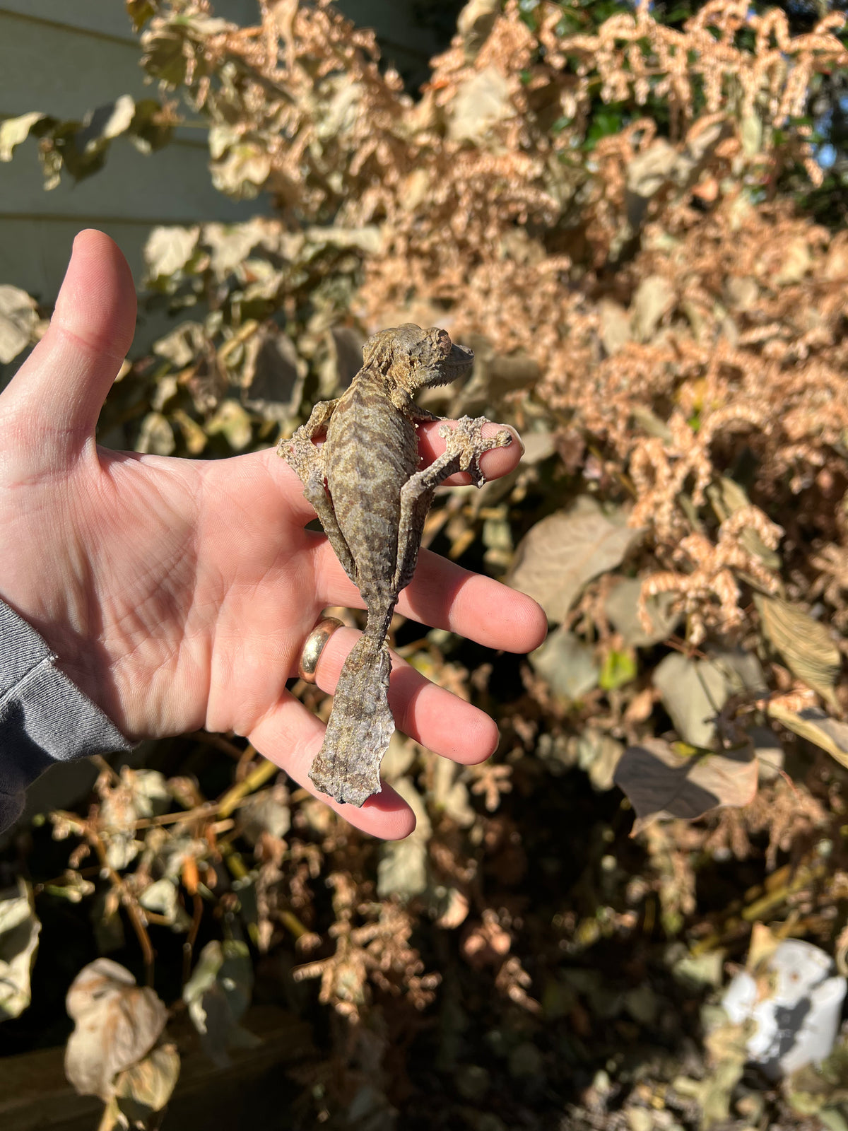 Henkel's Leaf Tailed Gecko Geckos For Sale | American