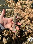 Henkel's Leaf Tailed Gecko Female (Uroplatus henkeli)