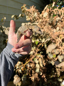 Henkel's Leaf Tailed Gecko Female (Uroplatus henkeli)