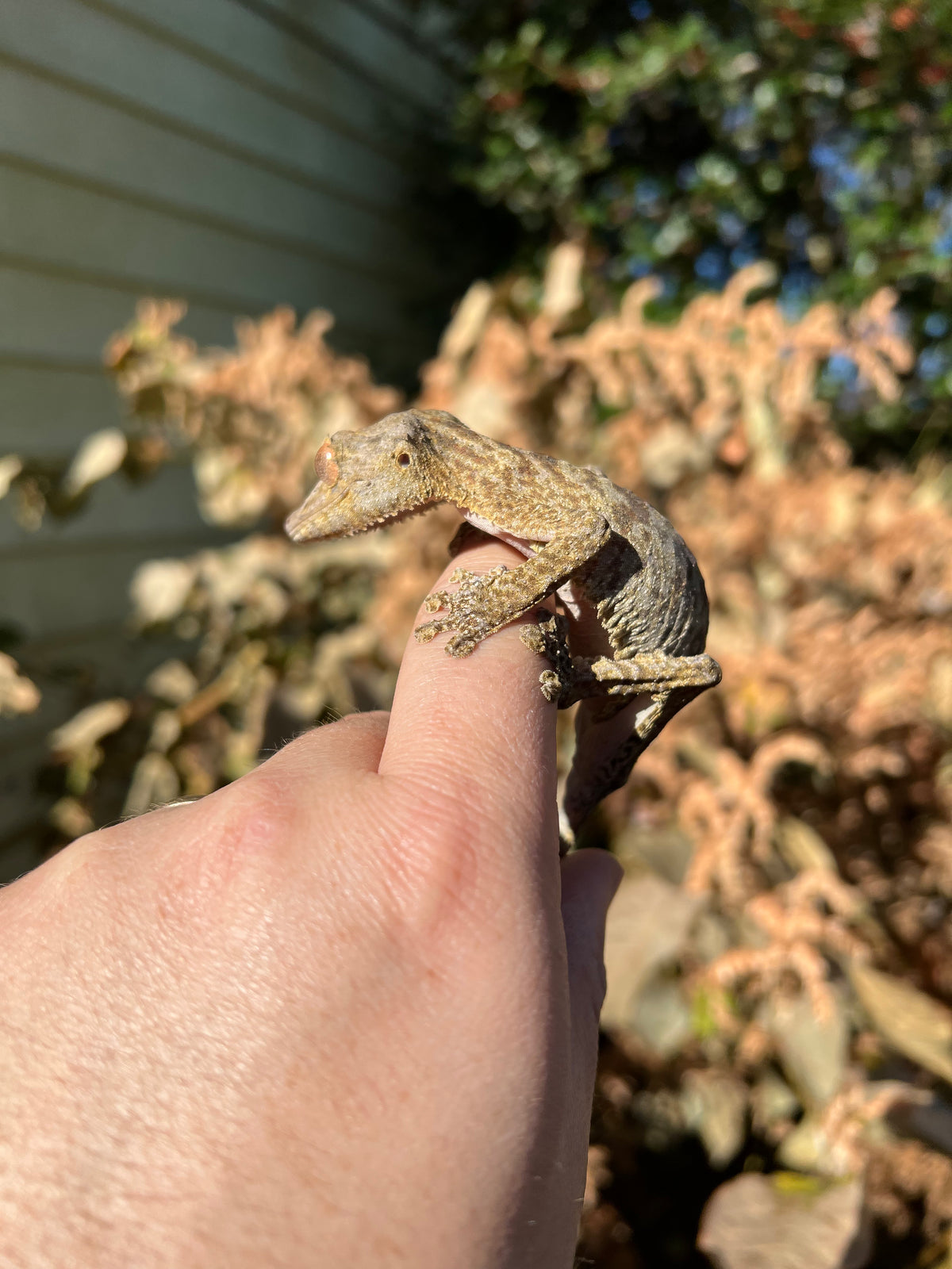 Henkel's Leaf Tailed Gecko Geckos For Sale | American