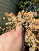 Henkel's Leaf Tailed Gecko Female (Uroplatus henkeli)