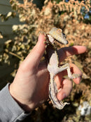 Henkel's Leaf Tailed Gecko Female (Uroplatus henkeli)