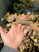 Henkel's Leaf Tailed Gecko Female (Uroplatus henkeli)