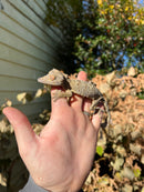 Henkel's Leaf Tailed Gecko Female (Uroplatus henkeli)
