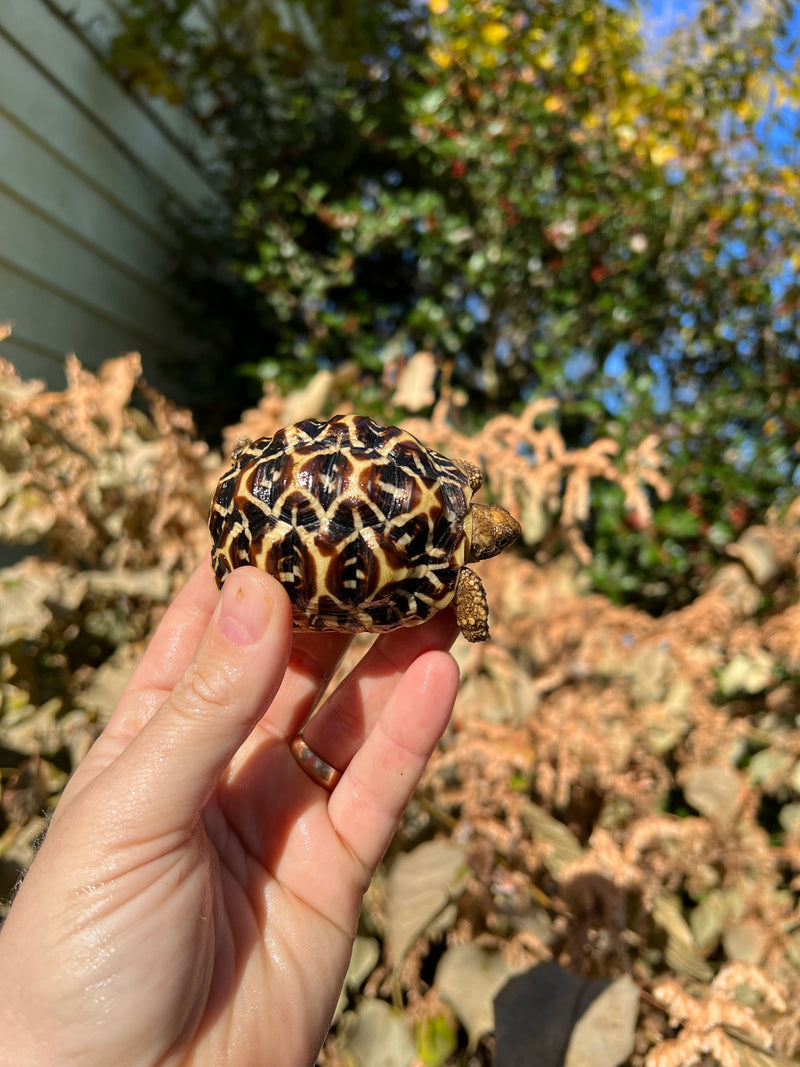 Sri Lankan Star Tortoise Female