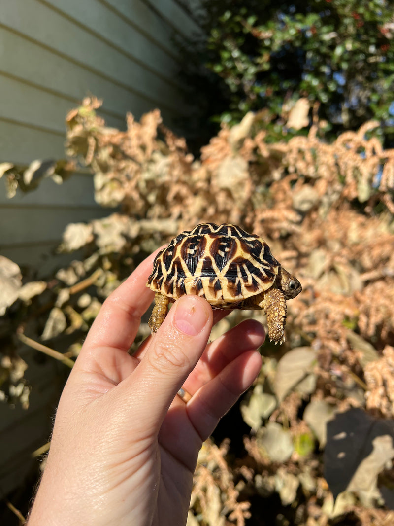 Sri Lankan Star Tortoise Female