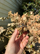 Sri Lankan Star Tortoise Female