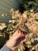 Sri Lankan Star Tortoise Female