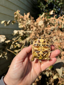 Sri Lankan Star Tortoise Female