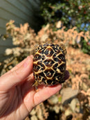 Sri Lankan Star Tortoise Female