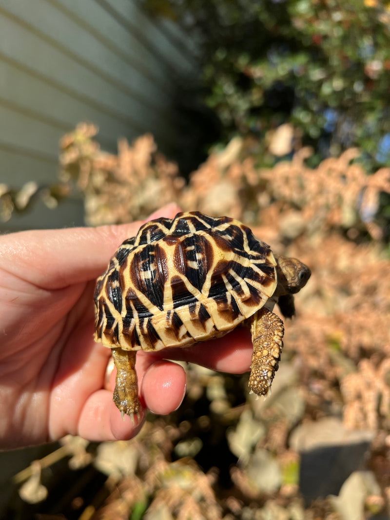 Sri Lankan Star Tortoise Female