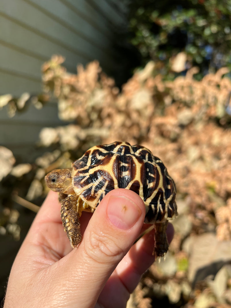 Sri Lankan Star Tortoise Female