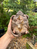 Alligator Snapping Turtle Juvenile