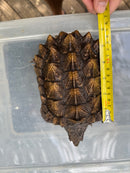 Alligator Snapping Turtle Juvenile