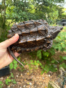 Alligator Snapping Turtle Juvenile