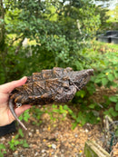 Alligator Snapping Turtle Juvenile