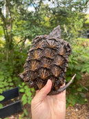 Alligator Snapping Turtle Juvenile