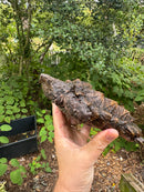 Alligator Snapping Turtle Juvenile
