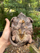 Alligator Snapping Turtle Juvenile