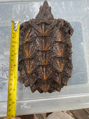 Alligator Snapping Turtle Juvenile