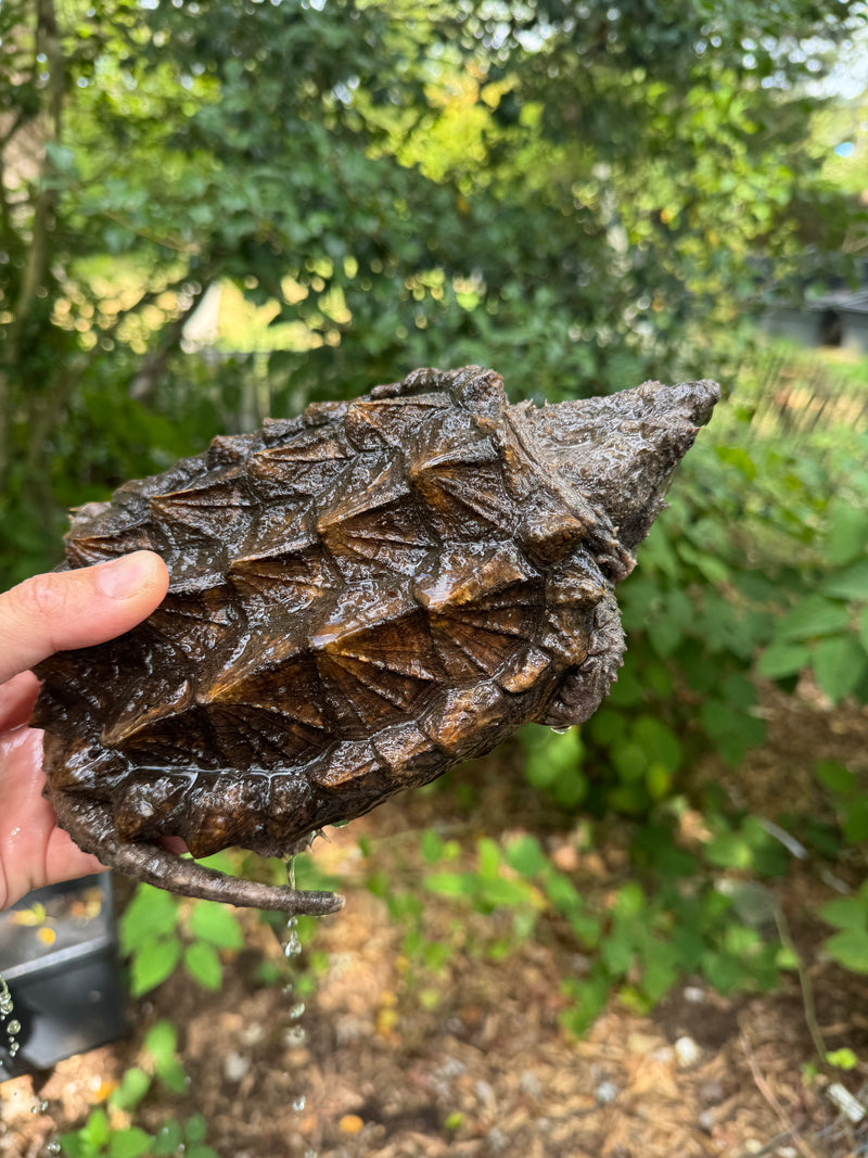 Alligator Snapping Turtle Juvenile