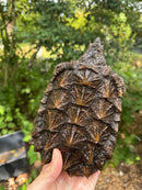 Alligator Snapping Turtle Juvenile