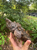 Alligator Snapping Turtle Juvenile