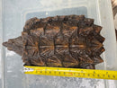 Alligator Snapping Turtle Juvenile