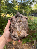 Alligator Snapping Turtle Juvenile