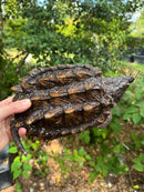 Alligator Snapping Turtle Juvenile