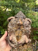 Alligator Snapping Turtle Juvenile