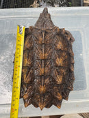 Alligator Snapping Turtle Juvenile