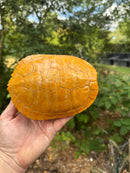 Albino Red-Eared Slider Adult Breeding Trio