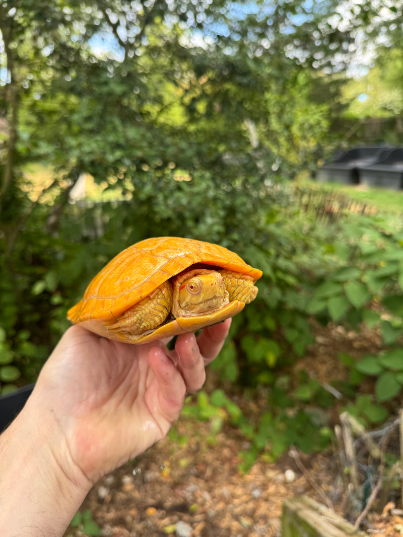Albino Red-Eared Slider Adult Breeding Trio