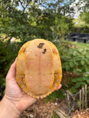 Albino Red-Eared Slider Adult Breeding Trio