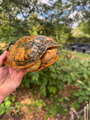 Albino Red-Eared Slider Adult Breeding Trio