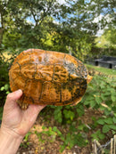 Albino Red-Eared Slider Adult Breeding Trio