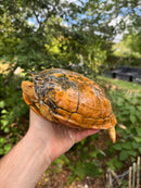 Albino Red-Eared Slider Adult Breeding Trio