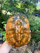 Albino Red-Eared Slider Adult Breeding Trio